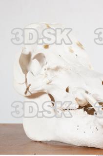 Skull photo reference 0009